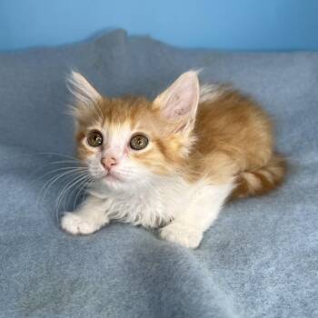 Bopper -  Domestic Medium Hair Cat for Adoption in San Antonio, Texas - Bopper | PetCurious