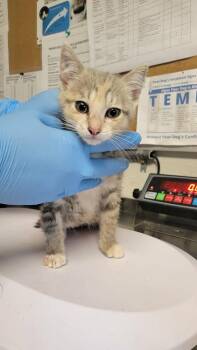 Domestic Short Hair Cats Available for Adoption in Bolivar, Missouri - BB-8 | PetCurious