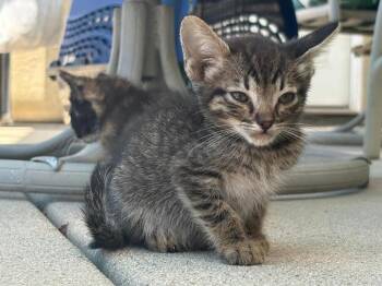 Tiny Salmon -  Domestic Short Hair Cat for Adoption in Oceanside, California - Tiny Salmon | PetCurious