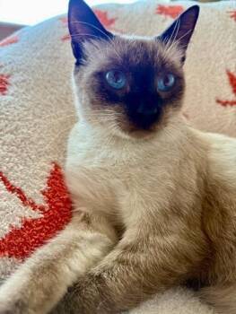Charlie -  Siamese Cat for Adoption in Lucas, Texas - Charlie | PetCurious