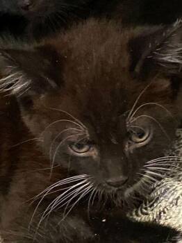 Alrick -  Domestic Short Hair Cat for Adoption in Daytona Beach, Florida - Alrick | PetCurious