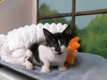 Domestic Short Hair Cats Available for Adoption in Houston, Texas - WINSTON | PetCurious