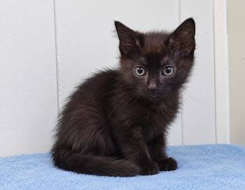Patton (PetSmart Winchester Rd. Memphis) -  Domestic Medium Hair Cat for Adoption in Millington, Tennessee - Patton (PetSmart Winchester Rd. Memphis) | PetCurious