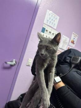 *Nigel -  Domestic Short Hair Cat for Adoption in El Paso, Texas - *Nigel | PetCurious