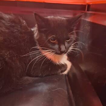 Panda Paws -  Domestic Short Hair Cat for Adoption in Summerville, South Carolina - Panda Paws | PetCurious