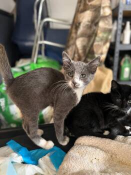 Gizmo -  Domestic Short Hair Cat for Adoption in Rio Linda, California - Gizmo | PetCurious