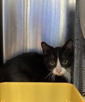 *Omelette* -  Domestic Medium Hair Cat for Adoption in Salt Lake City, Utah - *Omelette* | PetCurious