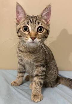 Calypso- Must be adopted with a Buddy Cat -  Domestic Short Hair Cat for Adoption in Toronto, Ontario - Calypso- Must Be Adopted With A Buddy Cat | PetCurious