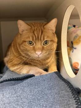 Domestic Short Hair Cats Available for Adoption - Ace | PetCurious