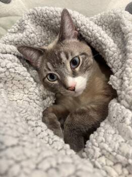Almond -  Siamese and Tabby Cat for Adoption in Fremont, California - Almond | PetCurious