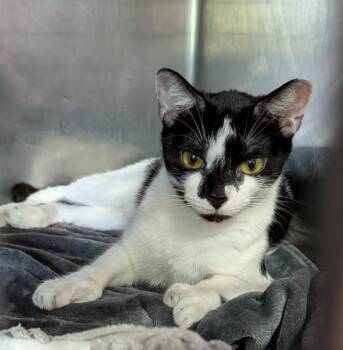 Medusa (Spayed) (Empty-Nester) -  Domestic Short Hair Cat for Adoption in Marietta, Ohio - Medusa (Spayed) (Empty-Nester) | PetCurious