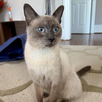 Silver Streak -  Siamese Cat for Adoption in Richmond, Virginia - Silver Streak | PetCurious