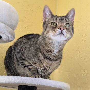 Laffy Taffy -  American Shorthair Cat for Adoption in Spring Hill, Kansas - Laffy Taffy | PetCurious
