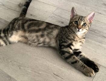 Screech (A142615) -  Tabby Cat for Adoption in Burbank, California - Screech (A142615) | PetCurious