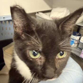 Gracie -  Domestic Short Hair Cat for Adoption in New York, New York - Gracie | PetCurious