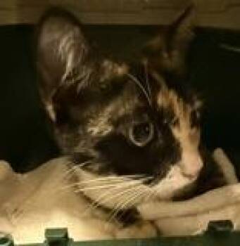 Clove -  Domestic Short Hair Cat for Adoption in Charleston, South Carolina - Clove | PetCurious