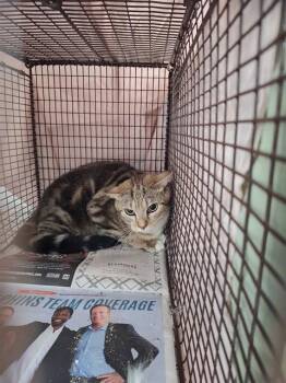Domestic Short Hair Cats Available for Adoption in Fort Lauderdale, Florida - SCRABBLE | PetCurious