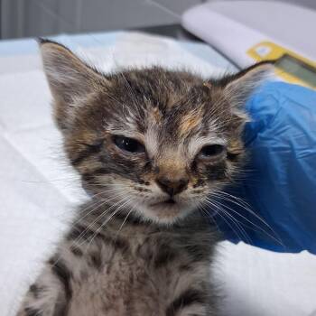 Orchid -  Domestic Short Hair Cat for Adoption in Summerville, South Carolina - Orchid | PetCurious
