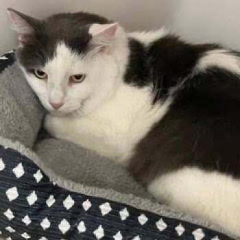 Zeus--Adoptable with Bonded Companion, Odin -  Domestic Medium Hair Cat for Adoption in Green Valley, Arizona - Zeus--Adoptable With Bonded Companion, Odin | PetCurious