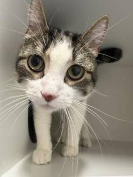 Domestic Short Hair Cats Available for Adoption in West Chester, Pennsylvania - Andre 3000 | PetCurious