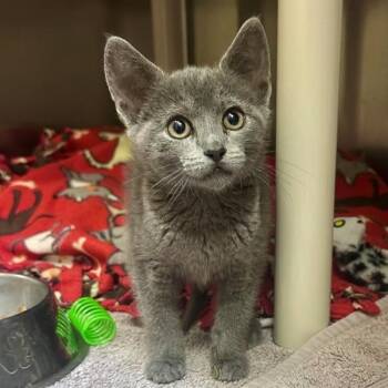 Pebble -  Domestic Short Hair Cat for Adoption in Walnut Creek, California - Pebble | PetCurious