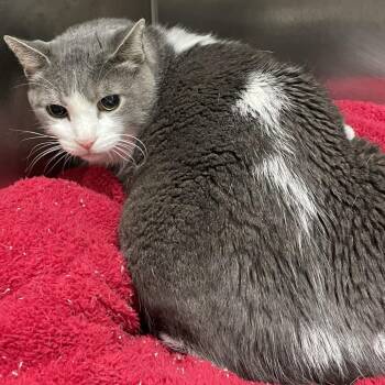 Thomas -  Domestic Short Hair Cat for Adoption in Long Beach, California - Thomas | PetCurious
