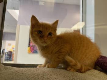 MICHELADA* -  Domestic Short Hair Cat for Adoption in Santa Cruz, California - MICHELADA* | PetCurious