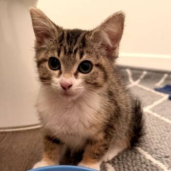 Becky -  Domestic Short Hair Cat for Adoption in Long Beach, California - Becky | PetCurious