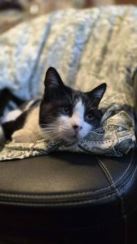 Domestic Short Hair Cats Available for Adoption - Cecil | PetCurious