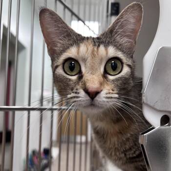 Farrah -  Domestic Short Hair Cat for Adoption in Arlington Heights, Illinois - Farrah | PetCurious