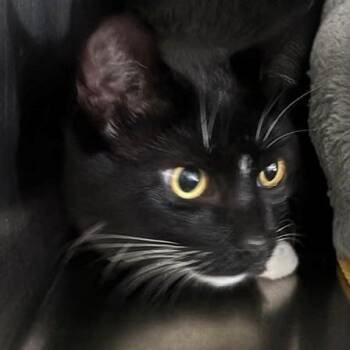 Charlie -  Tuxedo Cat for Adoption in Allegan, Michigan - Charlie | PetCurious