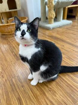 Darla -  Domestic Short Hair Cat for Adoption in Medina, Ohio - Darla | PetCurious