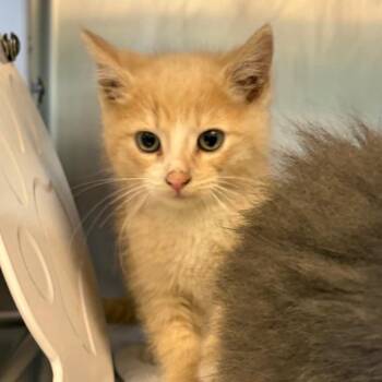 Bill -  Domestic Medium Hair Cat for Adoption in Nashville, Tennessee - Bill | PetCurious