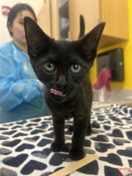 Lacey -  Domestic Short Hair Cat for Adoption in Raleigh, North Carolina - Lacey | PetCurious