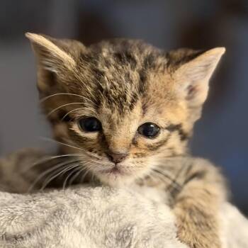 FWT Timothy -  Domestic Short Hair Cat for Adoption in Midland, Texas - FWT Timothy | PetCurious