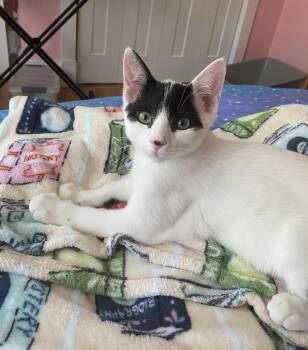 Reed -  Domestic Short Hair Cat for Adoption in Catasauqua, Pennsylvania - Reed | PetCurious