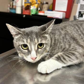 Abba -  Domestic Short Hair Cat for Adoption in Newport, North Carolina - Abba | PetCurious