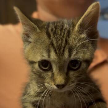 Pippin -  Domestic Short Hair Cat Available for Adoption in Midland, Texas - Pippin | PetCurious