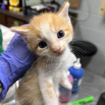 Truth -  Domestic Short Hair Cat for Adoption in Summerville, South Carolina - Truth | PetCurious