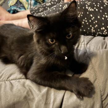 Flint -  Domestic Long Hair Cat for Adoption in Harrisonburg, Virginia - Flint | PetCurious