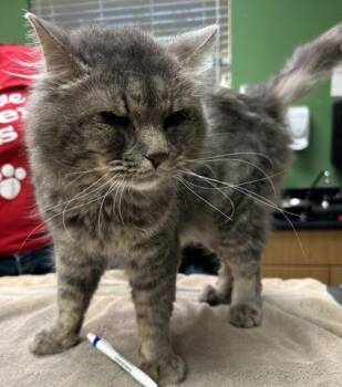 Felix -  Domestic Medium Hair and Domestic Short Hair Cat for Adoption in Kansas City, Missouri - Felix | PetCurious