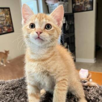 Moroney -  Domestic Short Hair Cat for Adoption in Peachtree City, Georgia - Moroney | PetCurious