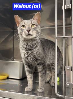 Walnut -  Domestic Short Hair and Russian Blue Cat for Adoption in Montville, New Jersey - Walnut | PetCurious