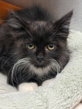 Rescue Domestic Short Hair Cats for Adoption in Napa, California - Whiskey | PetCurious