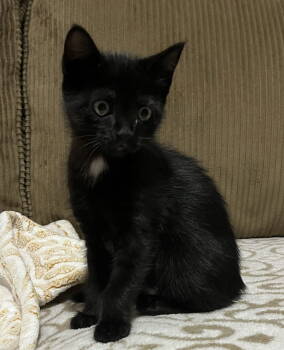 Rescue Domestic Medium Hair Cats for Adoption in Montgomery, Texas - Clover | PetCurious