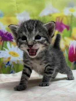 Domestic Short Hair Cats Available for Adoption in San Antonio, Texas - Saturn | PetCurious