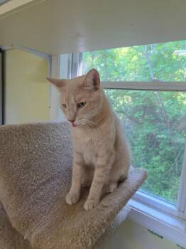 Ritz Shew - BUFF BOY WITH AFFECTIONATE NATURE -  Domestic Short Hair Cat for Adoption in Stowe, Pennsylvania - Ritz Shew - BUFF BOY WITH AFFECTIONATE NATURE | PetCurious