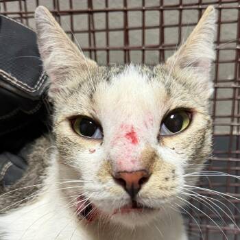 Simon -  Domestic Short Hair Cat for Adoption in Yuma, Arizona - Simon | PetCurious
