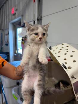 Snicker -  Domestic Short Hair Cat for Adoption in Greensburg, Indiana - Snicker | PetCurious