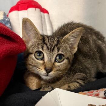 Jam -  Domestic Short Hair Cat for Adoption in West Palm Beach, Florida - Jam | PetCurious